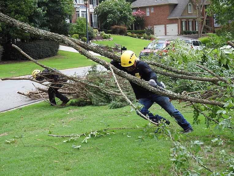 North Georgia Tree Removal Services