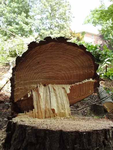 Image of Stump Grinding in Gwinnett County
