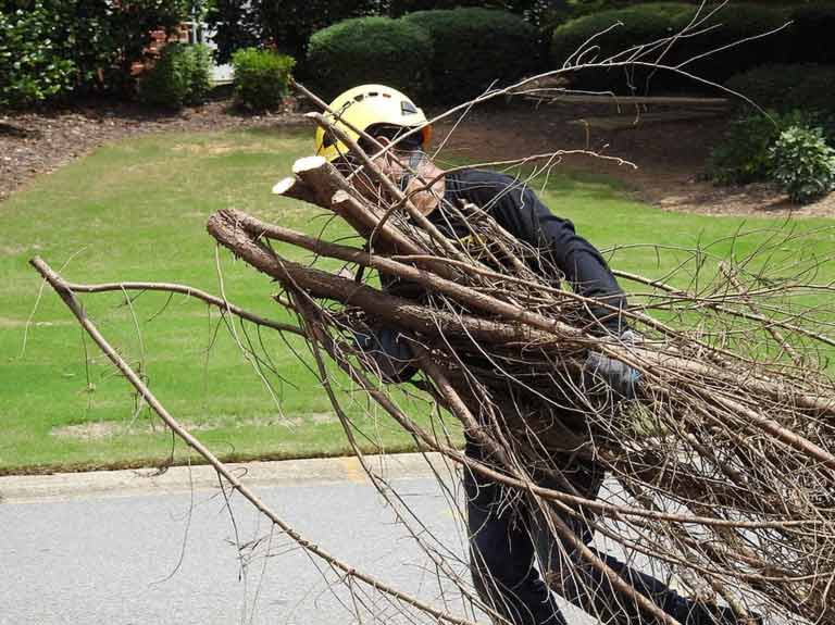 770-BAM-Tree employ doing tree trimming in the Atlanta Area